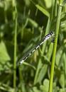 Click image for larger version. 

Name:	SH5840 -1005 24-Common Blue Damselfly -Enallagma_cyathigerum young Male.jpg 
Views:	236 
Size:	269.5 KB 
ID:	13869
