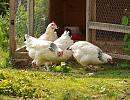 Click image for larger version. 

Name:	suffolk_chickens_P5081933.jpg 
Views:	1004 
Size:	390.9 KB 
ID:	13877