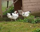 Click image for larger version. 

Name:	suffolk_chickens_P5081977.jpg 
Views:	719 
Size:	403.2 KB 
ID:	13878