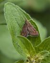 Click image for larger version. 

Name:	SH6602 -1005 26-Mint_Moth.jpg 
Views:	412 
Size:	444.9 KB 
ID:	13896