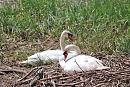 Click image for larger version. 

Name:	Mute Swan (Cygnus olor)  DSC_0058.JPG 
Views:	206 
Size:	217.2 KB 
ID:	13974