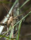 Click image for larger version. 

Name:	SH8001 -1006 06-Nursery Web Spider-Pisaura_mirabilis.jpg 
Views:	183 
Size:	350.4 KB 
ID:	14021