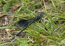 Click image for larger version. 

Name:	SH8713 -1006 10-Calopteryx_splendens - Banded_Demoiselle.jpg 
Views:	163 
Size:	359.3 KB 
ID:	14067