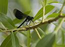 Click image for larger version. 

Name:	SH8741 -1006 10-Calopteryx_splendens-Banded_Demoiselle.jpg 
Views:	176 
Size:	287.3 KB 
ID:	14068