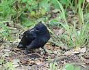 Click image for larger version. 

Name:	Crow (Corvus corone) DSC_0060.jpg 
Views:	1052 
Size:	172.1 KB 
ID:	14076