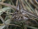 Click image for larger version. 

Name:	SH8953 -1006 12-Silver Y Moth - Autographa_gamma.jpg 
Views:	183 
Size:	363.9 KB 
ID:	14097