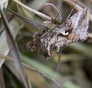 Click image for larger version. 

Name:	SH8939 -1006 12-Silver Y Moth-Autographa_gamma.jpg 
Views:	185 
Size:	323.4 KB 
ID:	14098