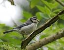 Click image for larger version. 

Name:	Blue Tit, (Cyanistes caeruleus) DSC_0093.jpg 
Views:	780 
Size:	79.6 KB 
ID:	14109