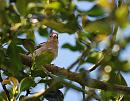 Click image for larger version. 

Name:	Chaffinch (Fringilla coelebs) DSC_0080.jpg 
Views:	597 
Size:	101.2 KB 
ID:	14111