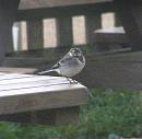 Click image for larger version. 

Name:	Young Pied Wagtail.jpg 
Views:	588 
Size:	48.5 KB 
ID:	14120