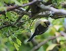 Click image for larger version. 

Name:	Blue Tit ( Cyanistes caeruleus) DSC_0071.jpg 
Views:	927 
Size:	121.3 KB 
ID:	14129