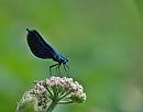 Click image for larger version. 

Name:	Beautiful Demoiselle (Calopteryx virgo) DSC_0014.jpg 
Views:	221 
Size:	53.5 KB 
ID:	14160