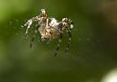 Click image for larger version. 

Name:	SH9548 -1006 17-spider.jpg 
Views:	1379 
Size:	297.5 KB 
ID:	14168