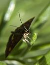 Click image for larger version. 

Name:	SH9497 -1006 17-Mint Moth.jpg 
Views:	237 
Size:	284.6 KB 
ID:	14173