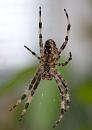 Click image for larger version. 

Name:	spider 6.jpg 
Views:	168 
Size:	149.6 KB 
ID:	1418