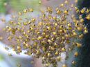 Click image for larger version. 

Name:	Orb Web spier babies Araneus diadematus - SHRUNK.jpg 
Views:	1758 
Size:	355.2 KB 
ID:	1423