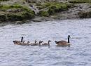 Click image for larger version. 

Name:	Canada Goose family.jpg 
Views:	671 
Size:	198.0 KB 
ID:	14231