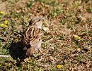 Click image for larger version. 

Name:	House Sparrow (Passer domesticus) DSC_0005.jpg 
Views:	2571 
Size:	209.4 KB 
ID:	14238