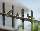 Click image for larger version. 

Name:	Goldfinch (Carduelis carduelis) DSC_0167.jpg 
Views:	1120 
Size:	81.9 KB 
ID:	14244