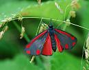 Click image for larger version. 

Name:	Cinnabar moth (Tyria jacobaeae) DSC_0265.jpg 
Views:	3861 
Size:	77.8 KB 
ID:	14255