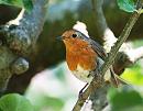Click image for larger version. 

Name:	Robin (Erithacus rubecula) DSC_0168.jpg 
Views:	161 
Size:	95.8 KB 
ID:	14462