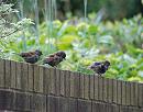 Click image for larger version. 

Name:	Dunnock, (Prunella modularis) DSC_0004.jpg 
Views:	497 
Size:	124.6 KB 
ID:	14542