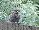 Click image for larger version. 

Name:	Dunnock, (Prunella modularis) DSC_0018.jpg 
Views:	577 
Size:	113.5 KB 
ID:	14543