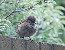 Click image for larger version. 

Name:	Dunnock, (Prunella modularis) DSC_0022.jpg 
Views:	521 
Size:	102.6 KB 
ID:	14544