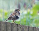 Click image for larger version. 

Name:	Dunnock, (Prunella modularis) DSC_0035.jpg 
Views:	535 
Size:	88.7 KB 
ID:	14545