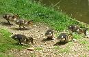 Click image for larger version. 

Name:	Ducklings.JPG 
Views:	534 
Size:	141.8 KB 
ID:	14549