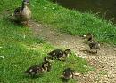 Click image for larger version. 

Name:	Ducklings with mum.JPG 
Views:	509 
Size:	196.6 KB 
ID:	14550