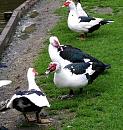 Click image for larger version. 

Name:	Muscovy Ducks.jpg 
Views:	255 
Size:	85.8 KB 
ID:	14551