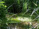 Click image for larger version. 

Name:	Moorhen chicks 2.JPG 
Views:	523 
Size:	175.1 KB 
ID:	14554
