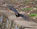 Click image for larger version. 

Name:	Blackbird (Turdus merula) DSC_0219.jpg 
Views:	216 
Size:	129.8 KB 
ID:	14562