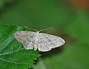 Click image for larger version. 

Name:	Small Dusty Wave (Idaea seriata) DSC_0191.jpg 
Views:	192 
Size:	83.0 KB 
ID:	14565