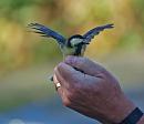 Click image for larger version. 

Name:	great_tit_P7043197.jpg 
Views:	1719 
Size:	220.5 KB 
ID:	14658