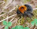 Click image for larger version. 

Name:	Queen Tree Bumblebee (Bombus hypnorum) DSC_0174.jpg 
Views:	4481 
Size:	90.2 KB 
ID:	14666