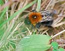 Click image for larger version. 

Name:	Queen Tree Bumblebee (Bombus hypnorum) DSC_0182.JPG 
Views:	1369 
Size:	116.7 KB 
ID:	14667