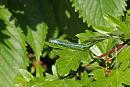 Click image for larger version. 

Name:	IMG_0017 Damselfly.jpg 
Views:	690 
Size:	236.9 KB 
ID:	14672