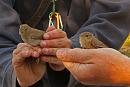 Click image for larger version. 

Name:	IMG_0029 Garden & Reed Warbler.jpg 
Views:	901 
Size:	227.5 KB 
ID:	14673