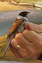 Click image for larger version. 

Name:	IMG_0036 Reed Bunting.jpg 
Views:	714 
Size:	221.8 KB 
ID:	14675