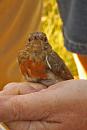 Click image for larger version. 

Name:	IMG_0064 Juvenile Robin.jpg 
Views:	886 
Size:	251.7 KB 
ID:	14679