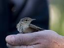 Click image for larger version. 

Name:	SH1708 -1007 04-Reed Warbler-Acrocephalus_scirpaceus.jpg 
Views:	746 
Size:	384.7 KB 
ID:	14684