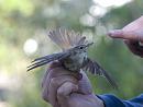 Click image for larger version. 

Name:	SH1723 -1007 04-Reed Warbler.jpg 
Views:	888 
Size:	349.7 KB 
ID:	14685