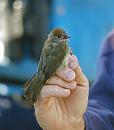 Click image for larger version. 

Name:	blackcap_juvenile_P7043241.jpg 
Views:	968 
Size:	189.5 KB 
ID:	14694