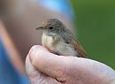 Click image for larger version. 

Name:	juvenile_whitethroat_P7043178.jpg 
Views:	932 
Size:	284.0 KB 
ID:	14700