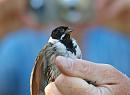 Click image for larger version. 

Name:	reed_bunting_P7043185.jpg 
Views:	874 
Size:	254.1 KB 
ID:	14701