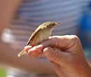 Click image for larger version. 

Name:	reed_warbler_P7043468.jpg 
Views:	945 
Size:	219.6 KB 
ID:	14702