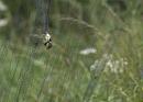 Click image for larger version. 

Name:	SH2177 -1007 04-Hosehill-Juvenile Blue Tit-Cyanistes_caeruleus.jpg 
Views:	790 
Size:	375.8 KB 
ID:	14721