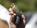 Click image for larger version. 

Name:	SH1930 -1007 04-Juvenile Blue_Tit-Cyanistes_caeruleus.jpg 
Views:	825 
Size:	272.0 KB 
ID:	14728